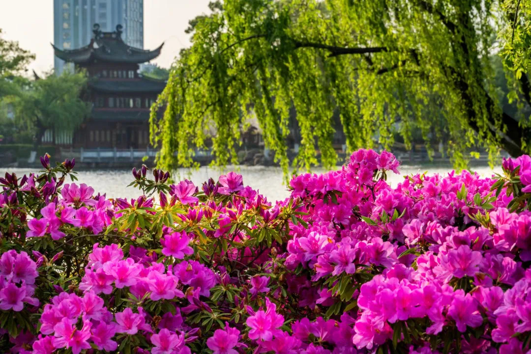 与中东欧文化交流碰撞！本周六，中外艺术家将因这场音乐会相聚月湖畔