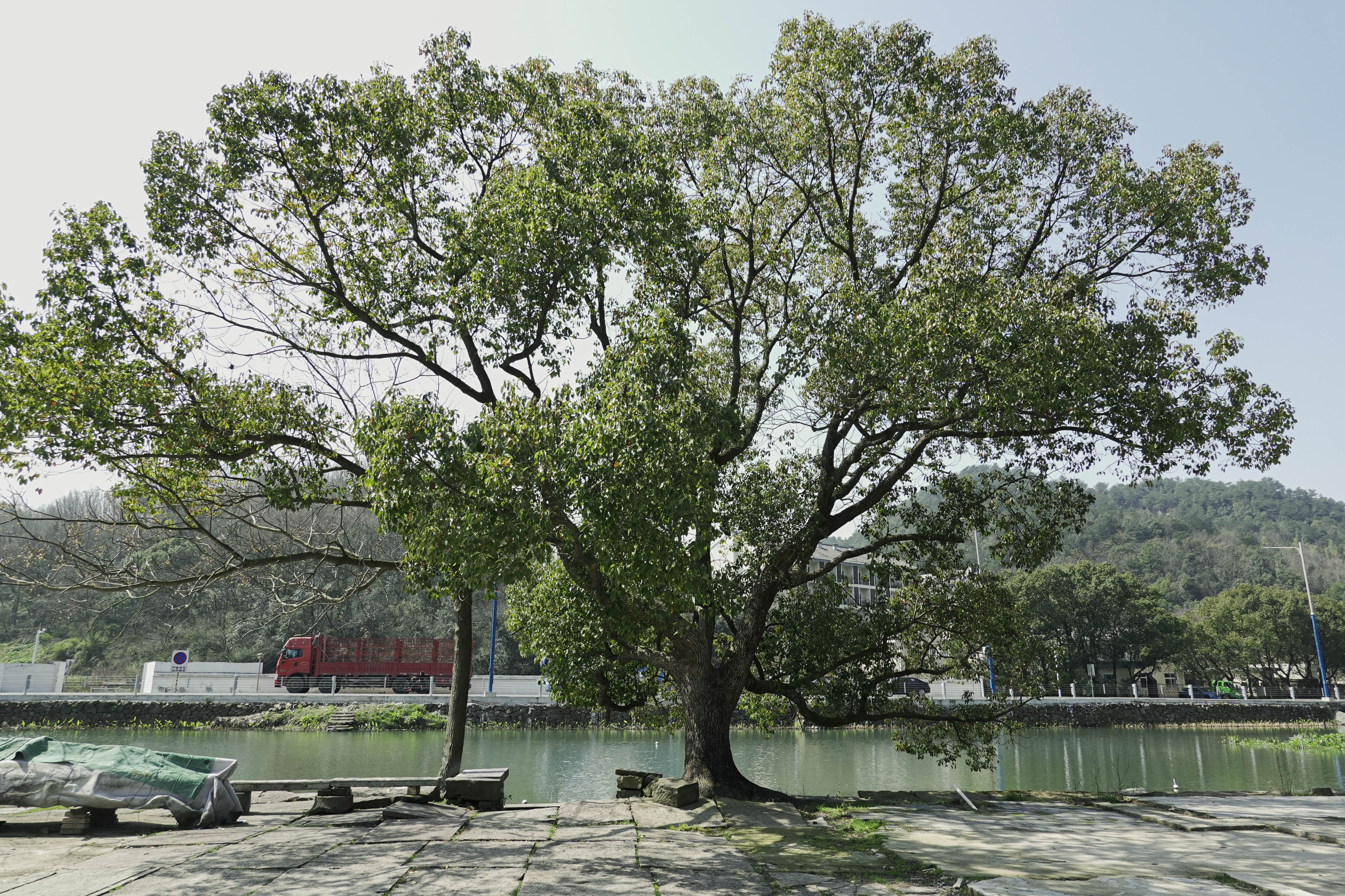 东钱湖建设村香樟树，见证50年平淡爱情