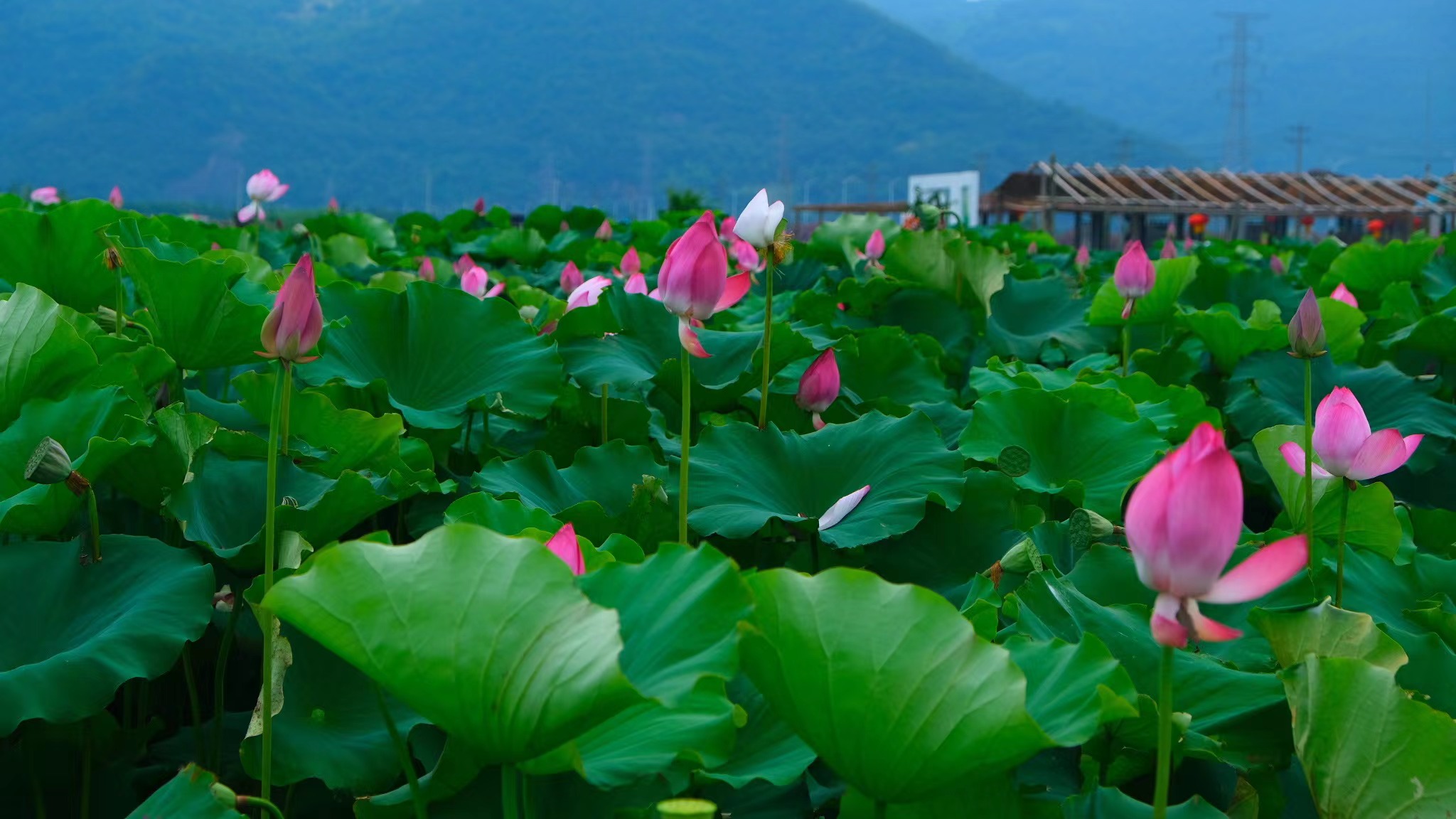 “荷花经济”在甬城风生水起，小荷花变大产业助力乡村振兴