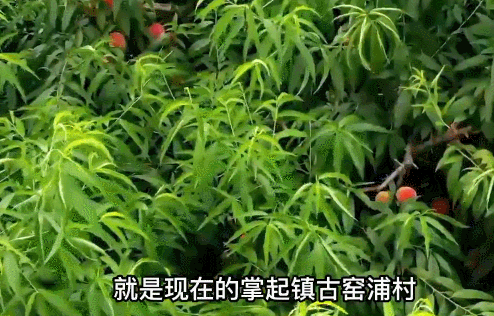 “打扮漂亮”了再走出去！慈溪掌起三年打造出“共富桃”，今年水蜜桃亩均产值稳超万元