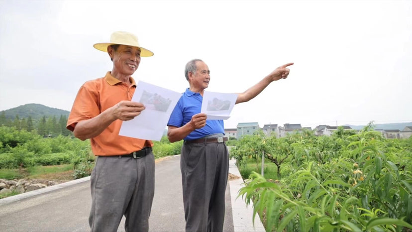 头雁领航话共富 | 历任村支书接棒，水蜜桃火了，村民富了！