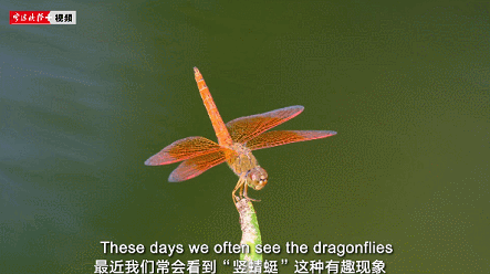 Horizon of Nature: Dragonflies Do 