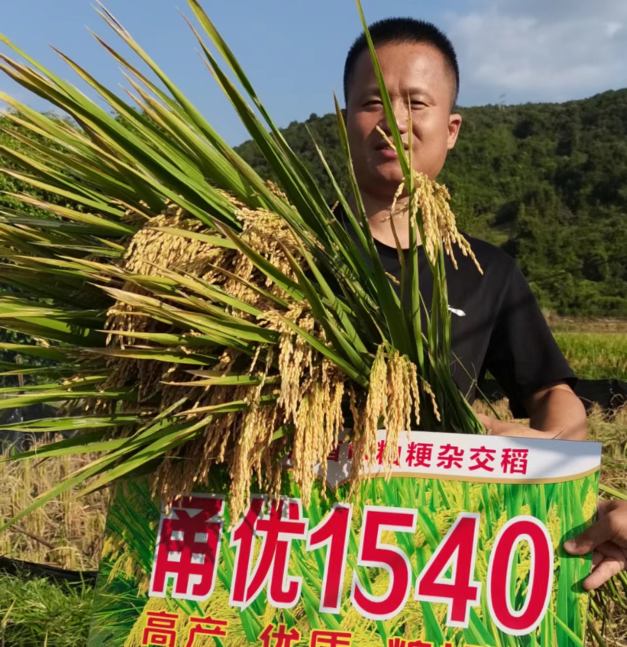 超级稻品种甬优1540图片