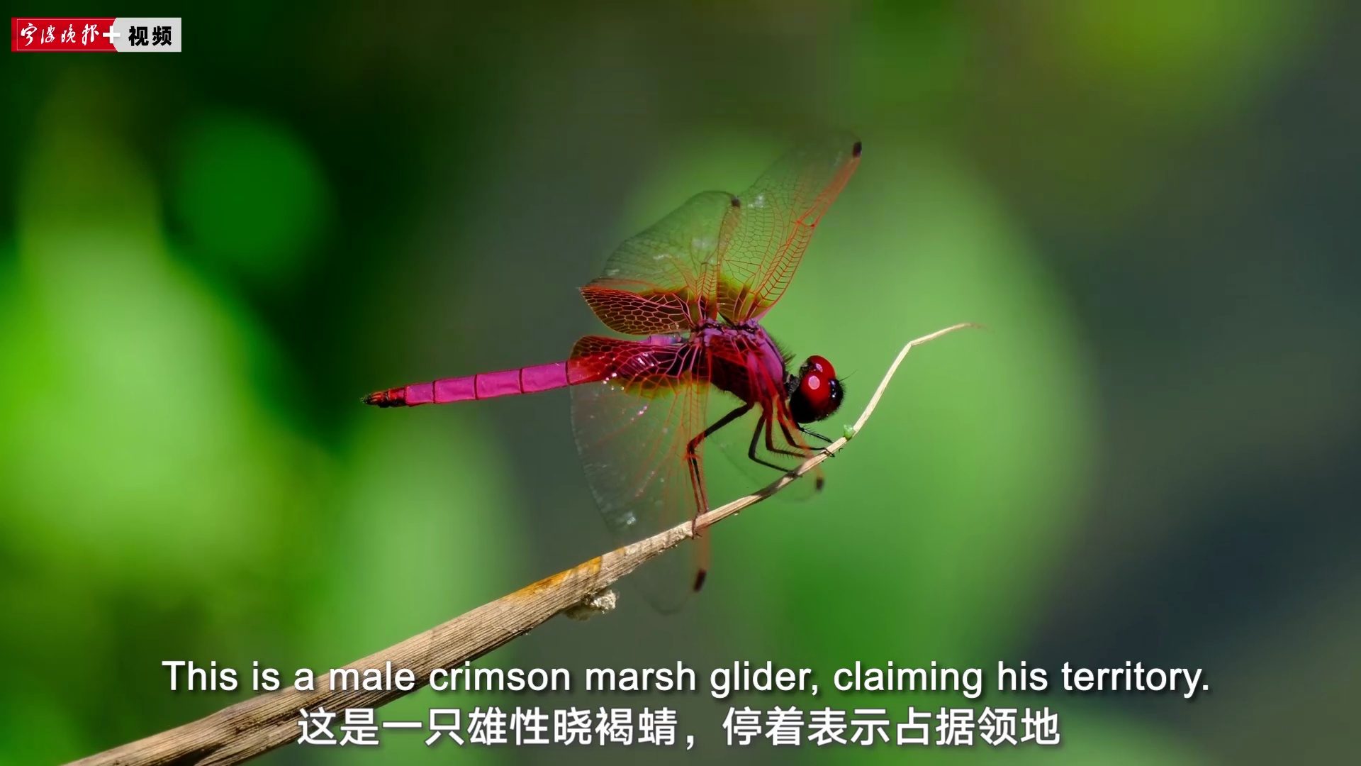 Horizon of Nature: Variegated Flutterer Dragonfly Sighted in Ningbo