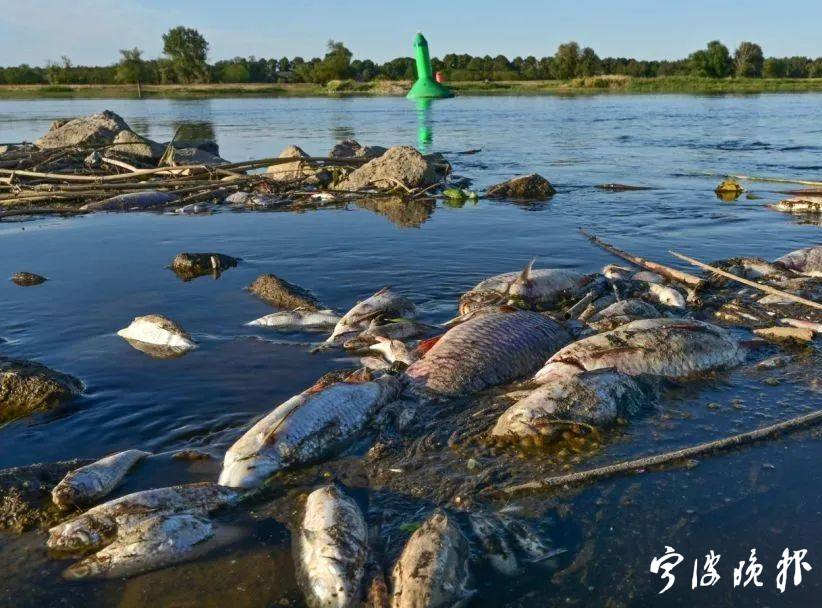 波蘭與德國界河20多天死了百餘噸魚 - 甬上·寧波晚報 - 寧波都市傳媒