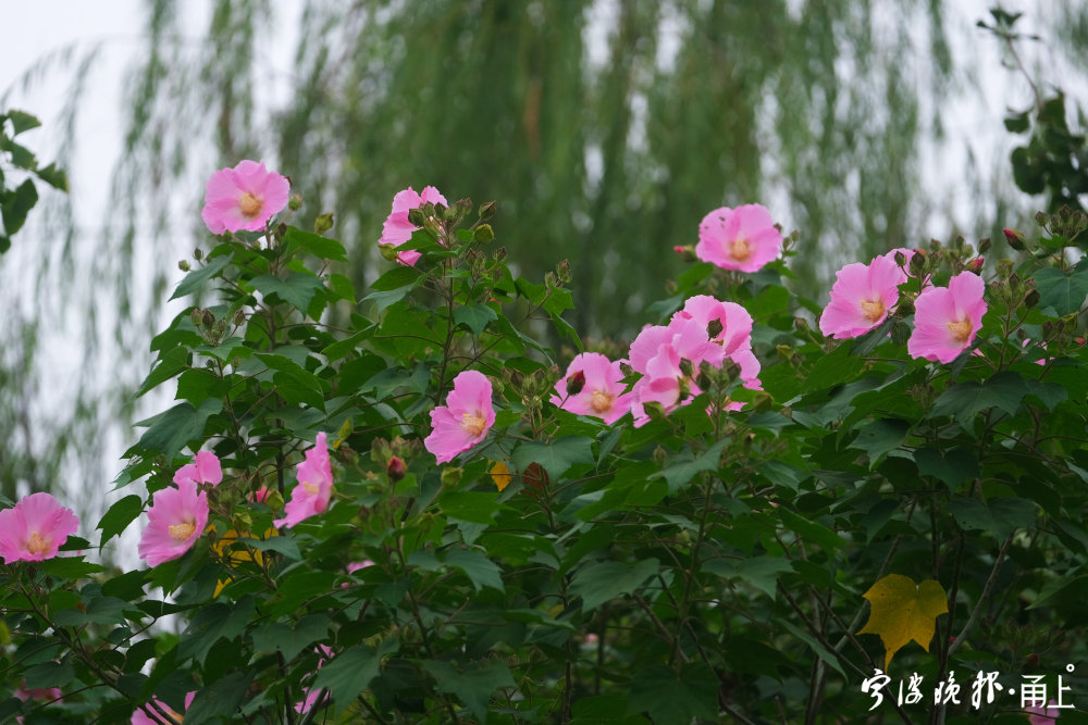 盛花期来临,三醉芙蓉艳欲滴 盛花期来临,三醉芙蓉艳欲滴