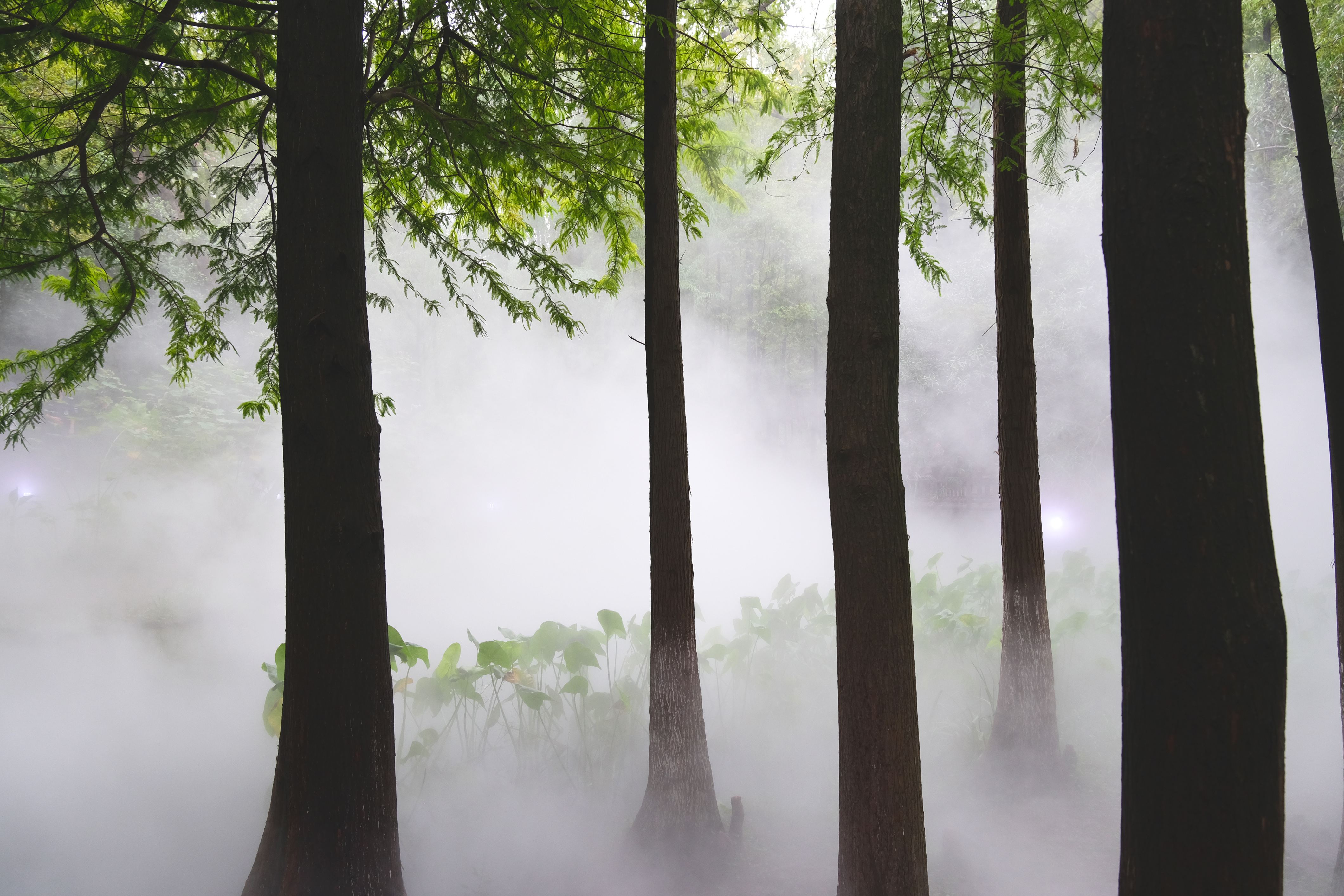 日湖公园"森林氧吧"宛如仙境 - 甬上·宁波晚报 - 宁波都市传媒网