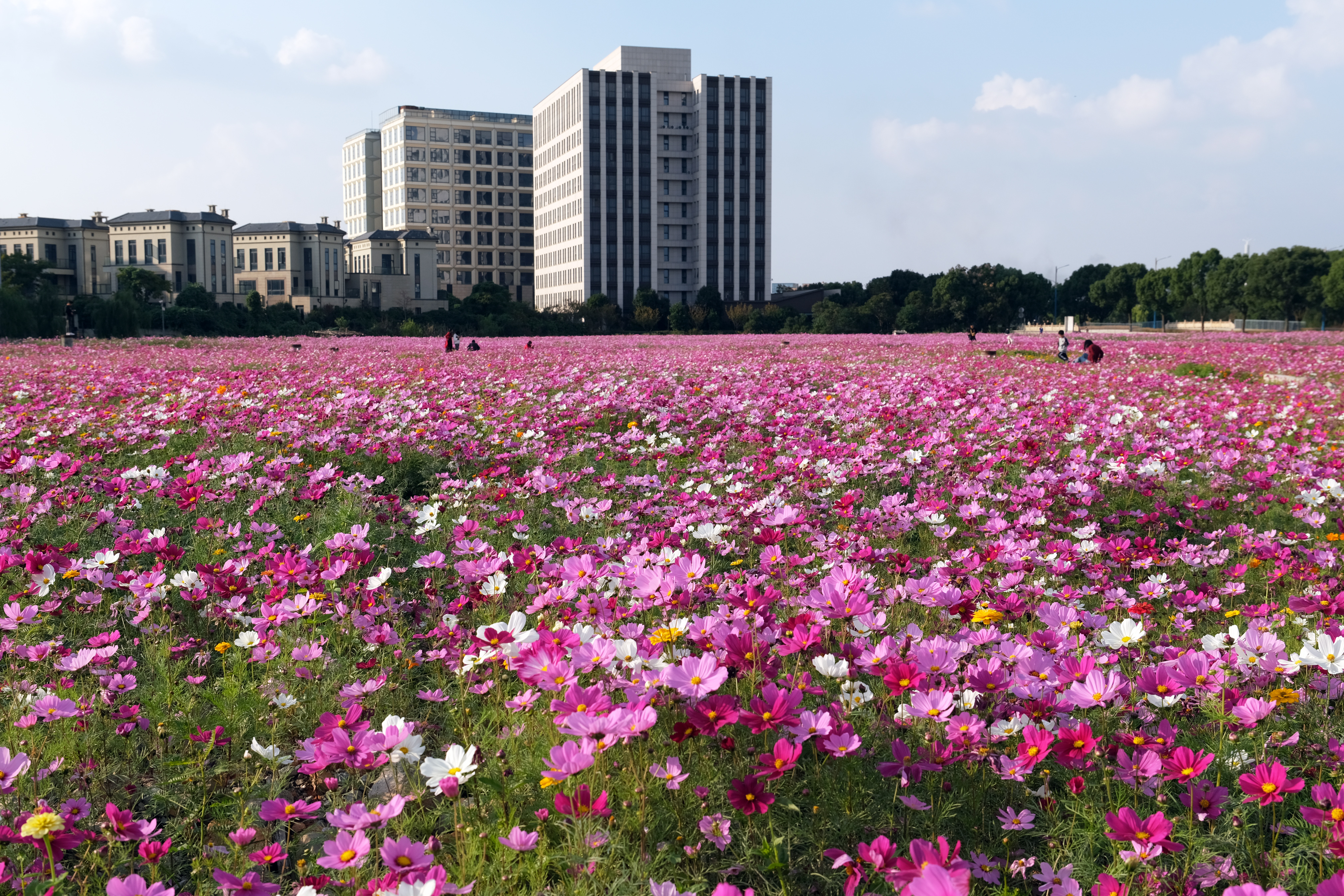 宁波东钱湖花海图片