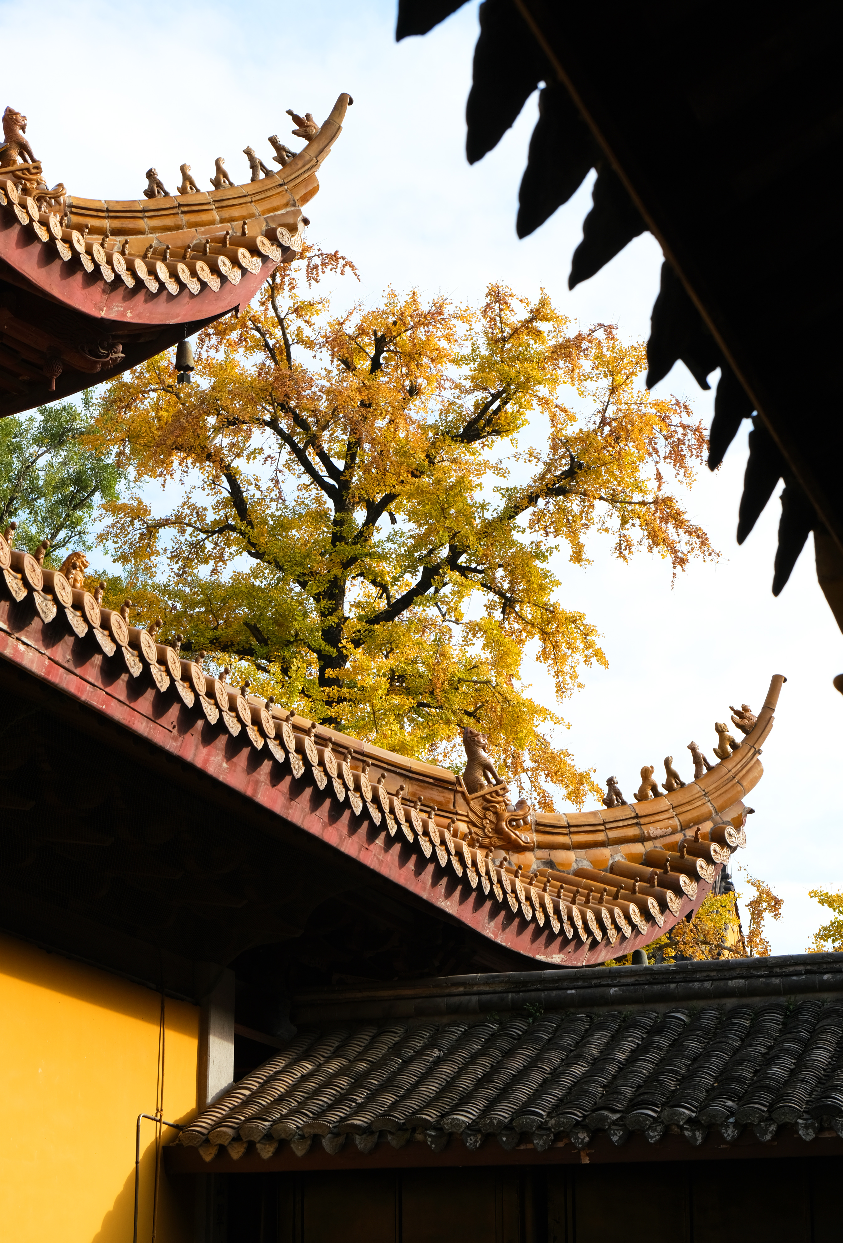 两棵千年古银杏树进入最佳观赏期这几天,在奉化雪窦寺视频制作  记者