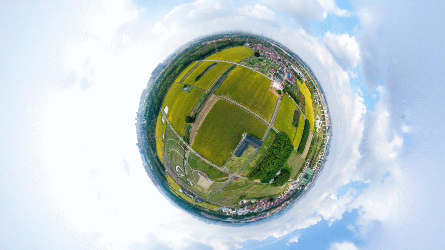 360° | 稻田、花海相映成趣！镇海这个未来乡村好热闹