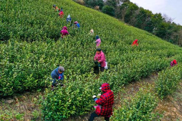 “中国制茶”成功申遗,历史悠久、独具特色的“宁波茶”值得细细品味 “中国制茶”成功申遗,历史悠久、独具特色的“宁波茶”值得细细品味