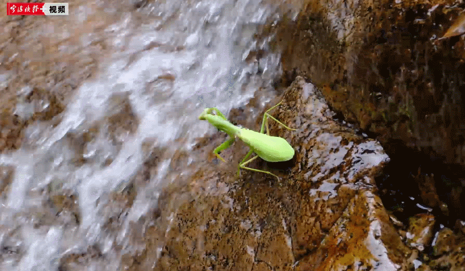 Horizon of Nature: The Mystery of the Diving Praying Mantises