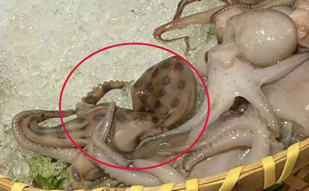 除了蓝环章鱼,这些"毒食"也别吃