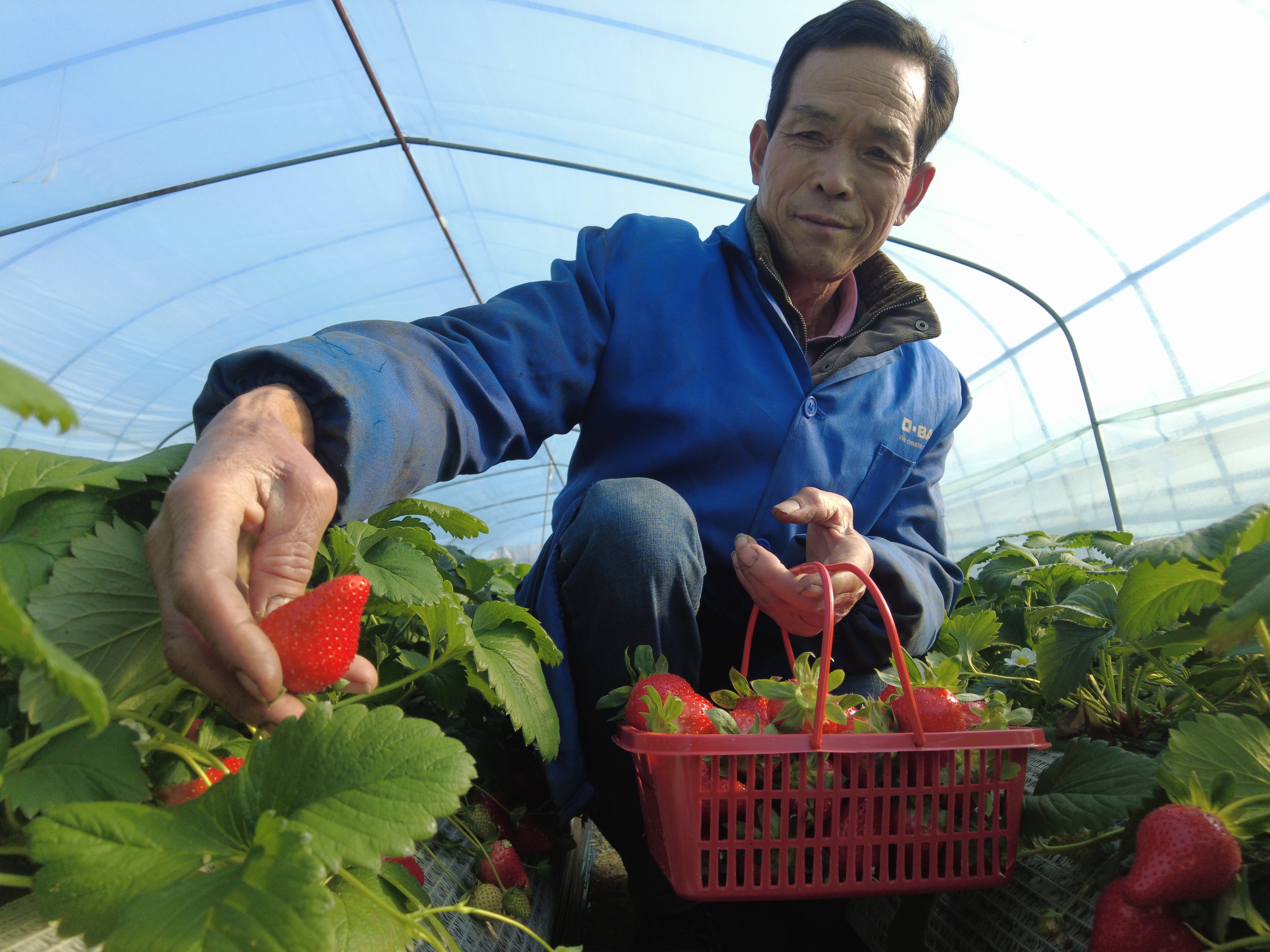 新春走基层｜全省选“莓”大赛，宁波一举拿下5金7银！宁波是如何推进草莓精品化发展的？