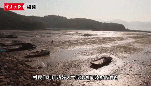 人勤春来早｜头茬海苔开采！宁海湾苔农抢收“开春第一鲜”