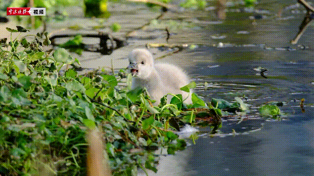 Horizon of Nature: Black Swans Start a Family
