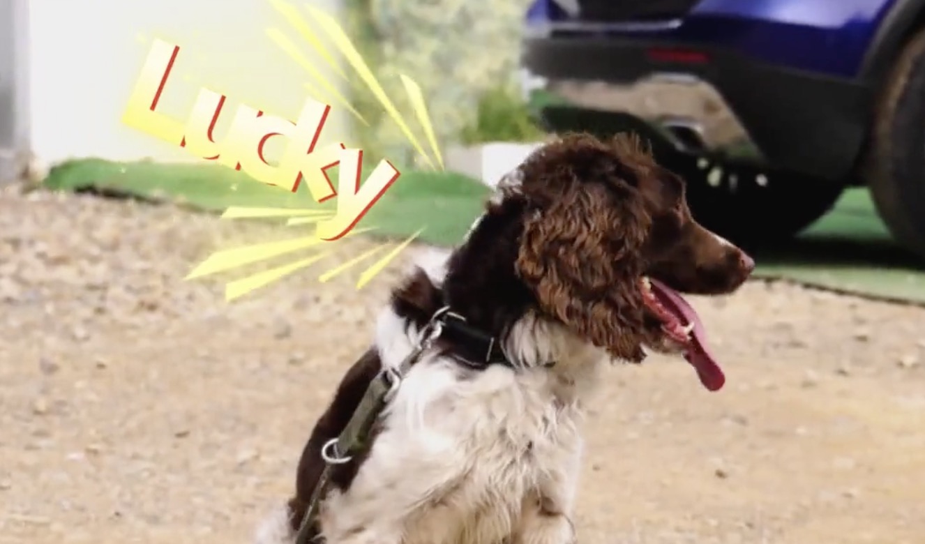 Lucky the dog helps with search and rescue