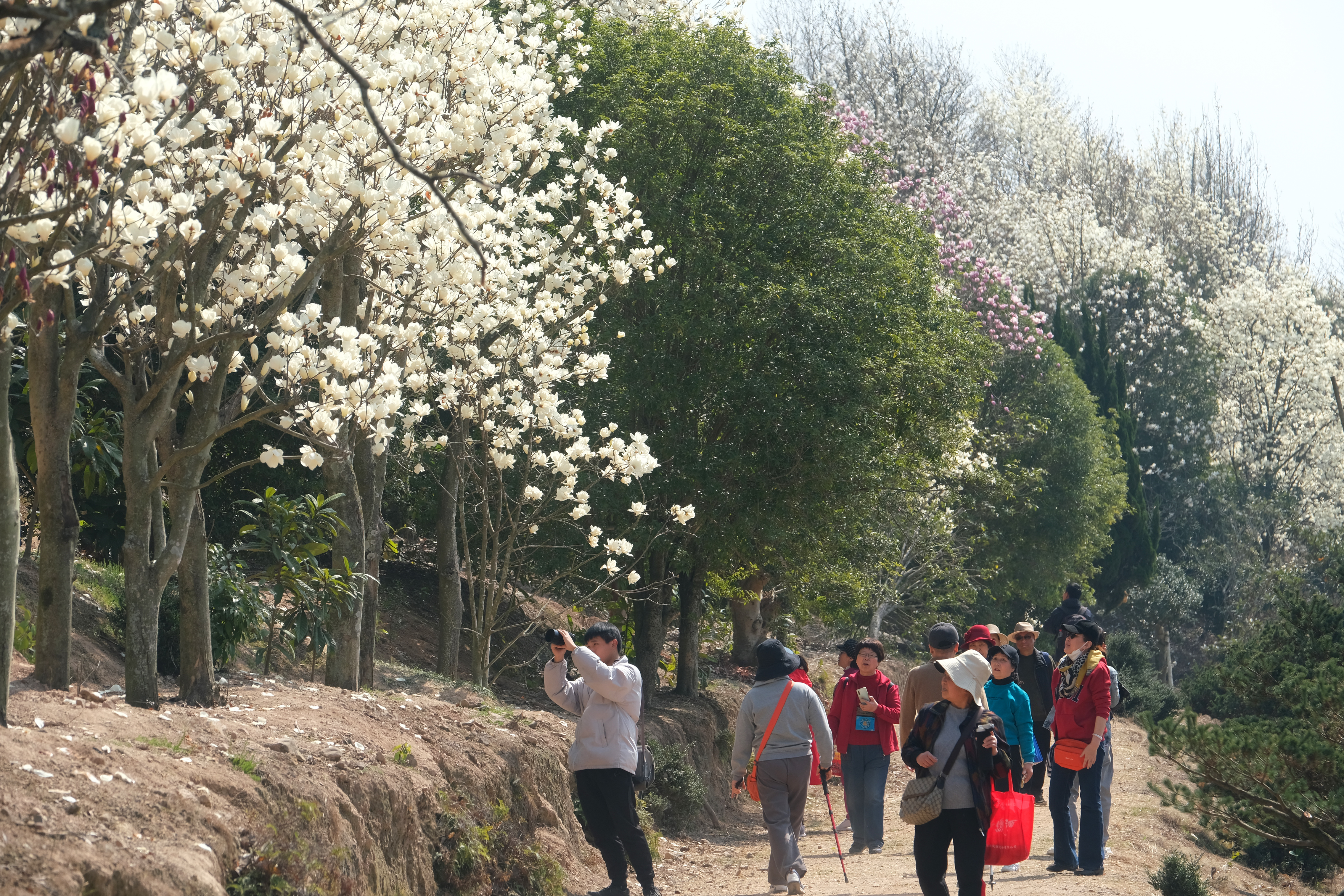 2022长岭村玉兰花海图片