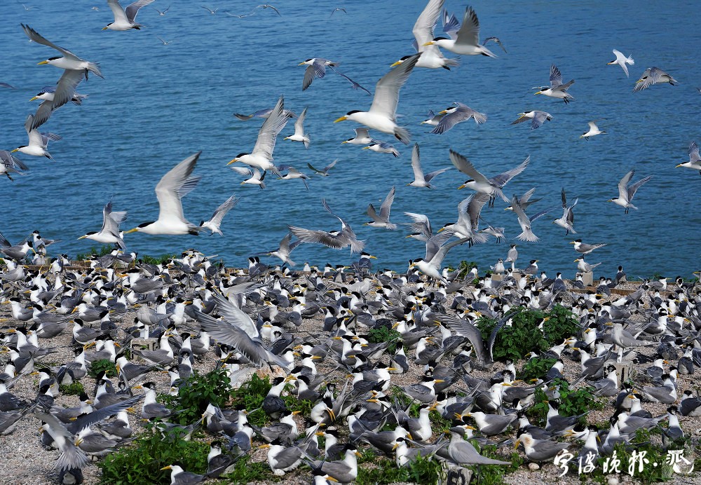 Ten-Year Protection of Critically Endangered Seabirds
