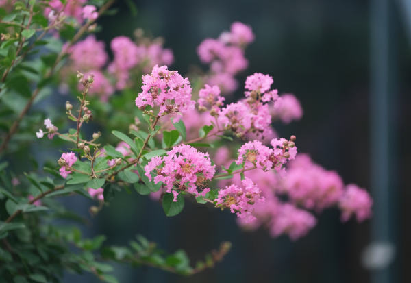 紫薇花开装扮夏日浪漫 紫薇花开装扮夏日浪漫