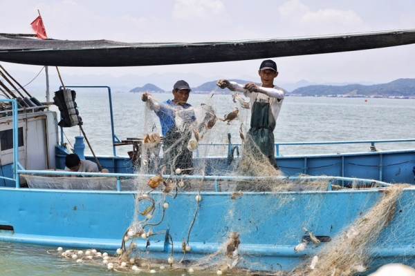 好头彩！“开渔第一网”，网眼里挂满了螃蟹，宁海湾渔民乐开了花